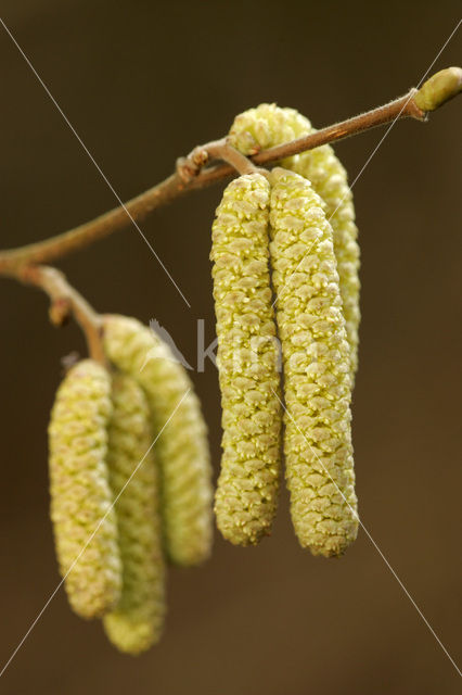 Hazelaar (Corylus avellana)