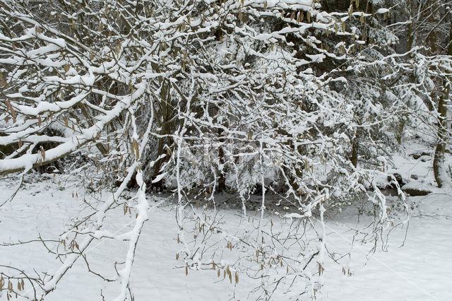 Hazelaar (Corylus avellana)