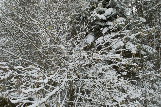 Hazelaar (Corylus avellana)