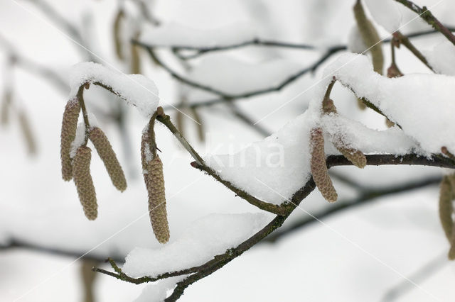Hazel (Corylus avellana)