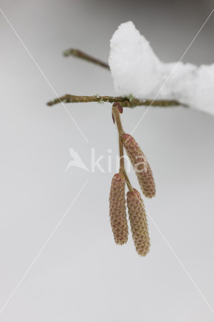 Hazelaar (Corylus avellana)