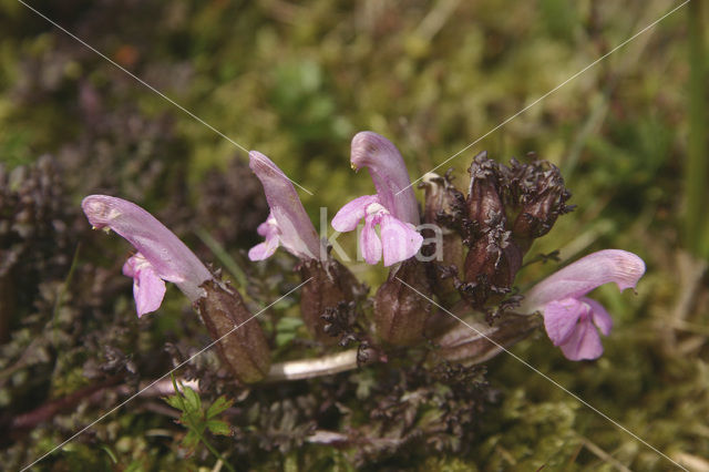 Lousewort (Pedicularis sylvatica)