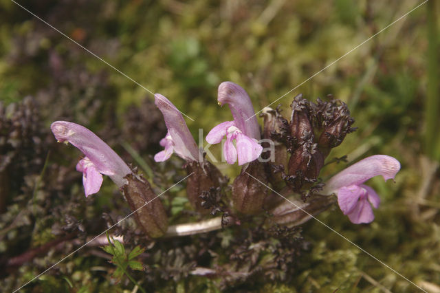 Heidekartelblad (Pedicularis sylvatica)