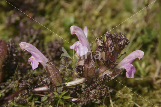 Heidekartelblad (Pedicularis sylvatica)