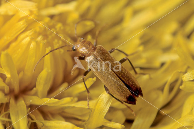 Heipaalkever (Nacerdes melanura)