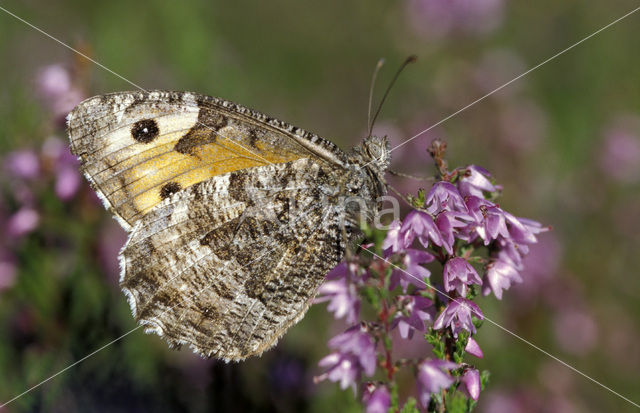 Grayling (Hipparchia semele)