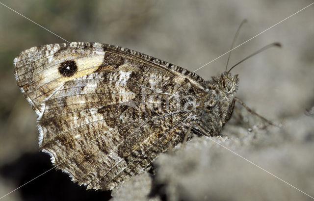 Grayling (Hipparchia semele)