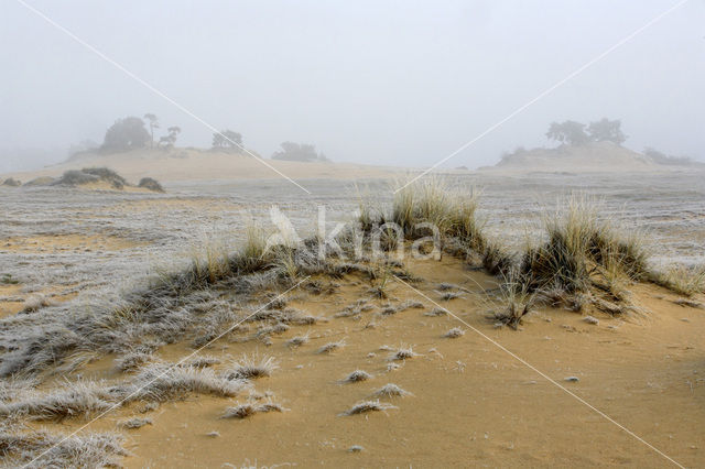 Marram (Ammophila arenaria)