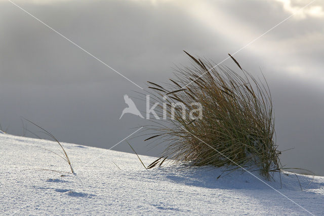Marram (Ammophila arenaria)