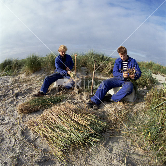 Marram (Ammophila arenaria)