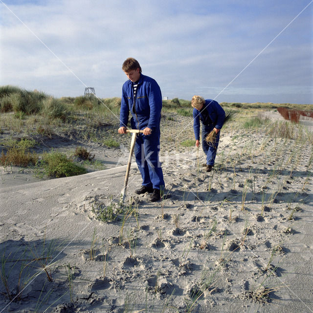 Marram (Ammophila arenaria)