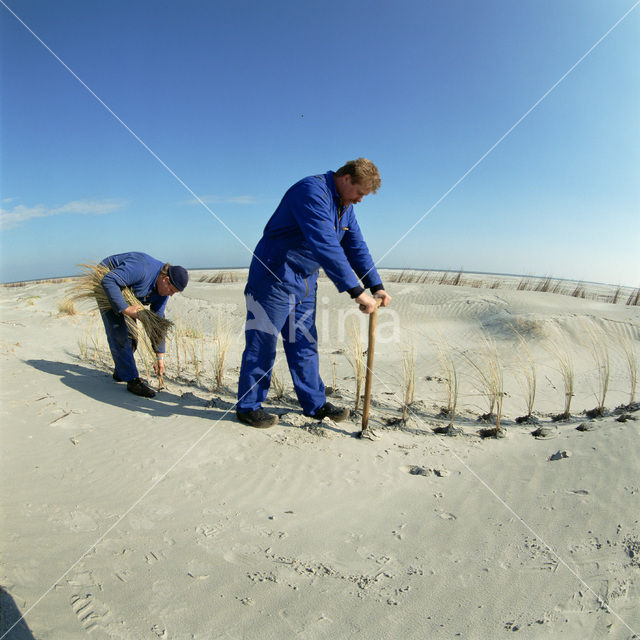 Marram (Ammophila arenaria)