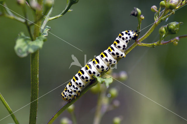 Helmkruidvlinder (Cucullia scrophulariae)