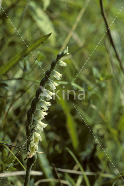 Autumn Lady’s-tresses (Spiranthes spiralis)