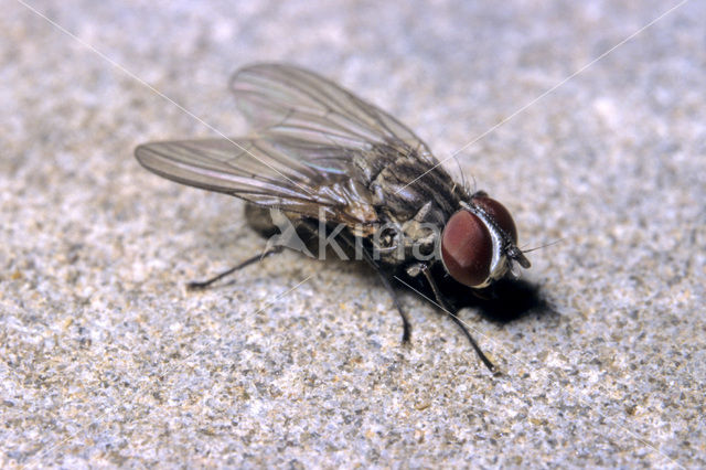 Face fly (Musca autumnalis)