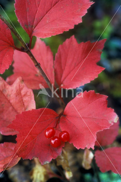 Highbush Cranberry