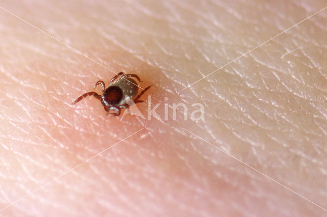 brown dog tick (Rhipicephalus sanguineus )