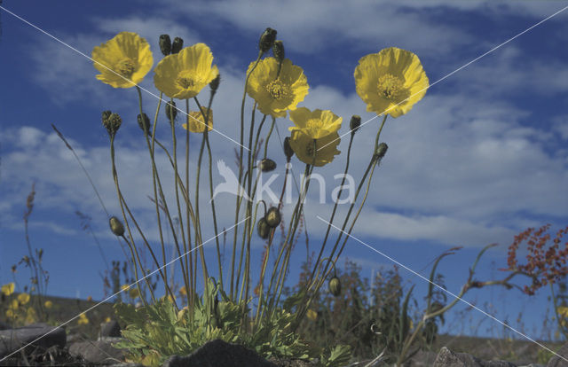 ice poppy (Papaver croceum Ledeb.)