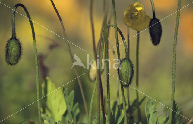 ice poppy (Papaver croceum Ledeb.)