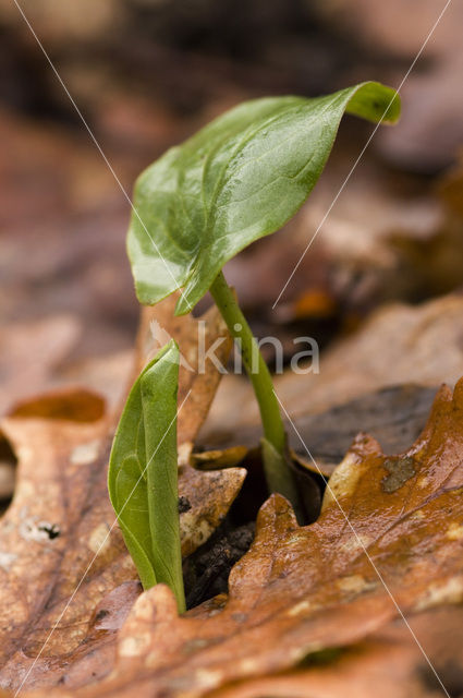 Italiaanse aronskelk (Arum italicum)
