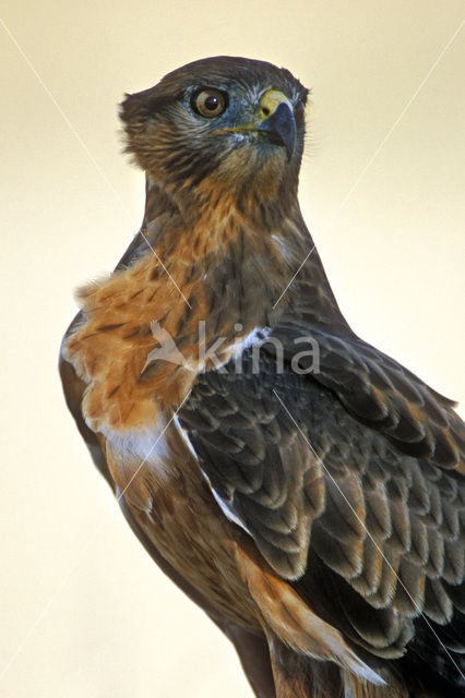Jakhalsbuizerd (Buteo rufofuscus)