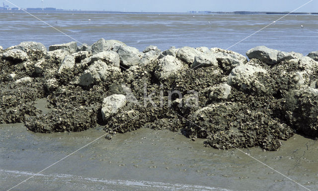 Japanse oester (Crassostrea gigas)