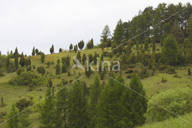 common juniper (Juniperus communis)