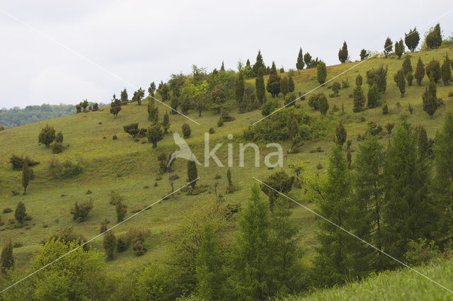common juniper (Juniperus communis)