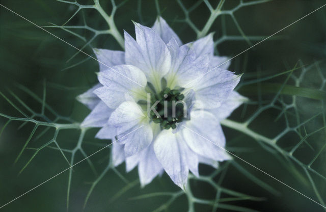 Love-in-a-mist (Nigella damascena)