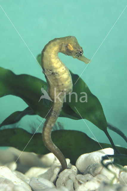 Cape Seahorse