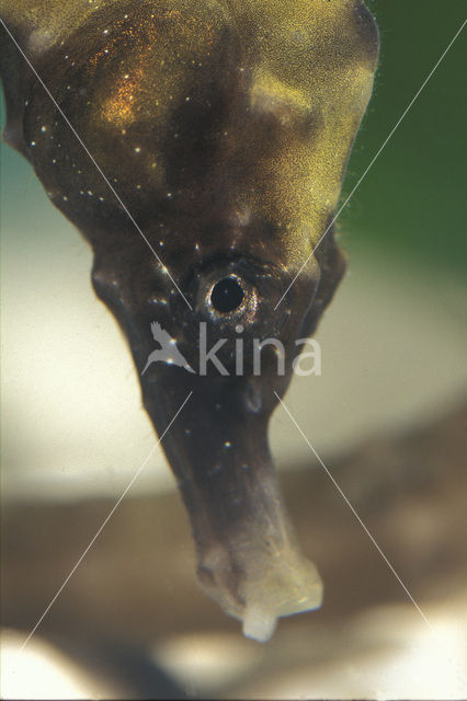 Kaaps Zeepaardje (Hippocampus capensis)