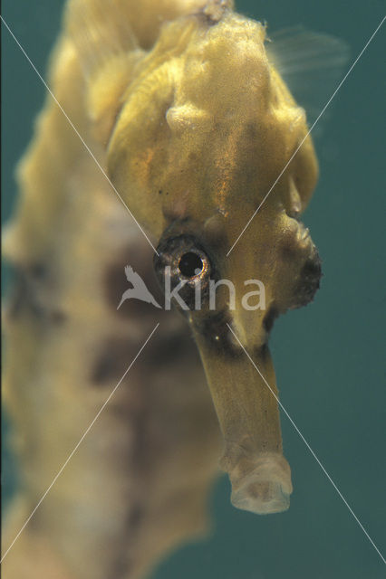 Cape Seahorse