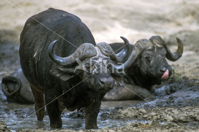 Cape buffalo (Syncerus caffer)