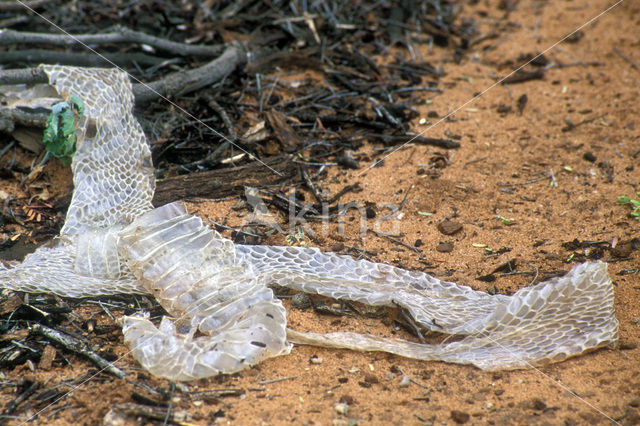 Kaapse Cobra (Naja nivea)