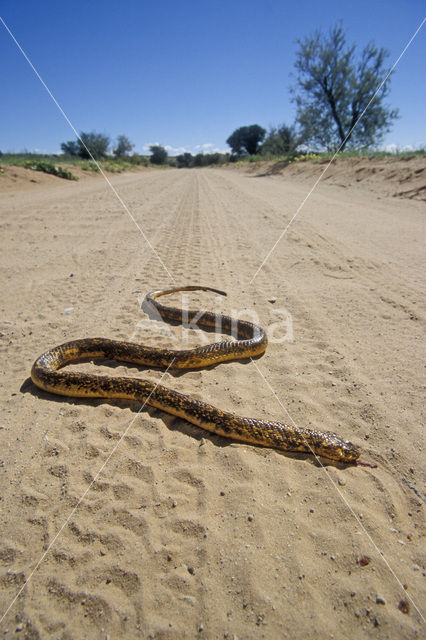 Cape cobra (Naja nivea)