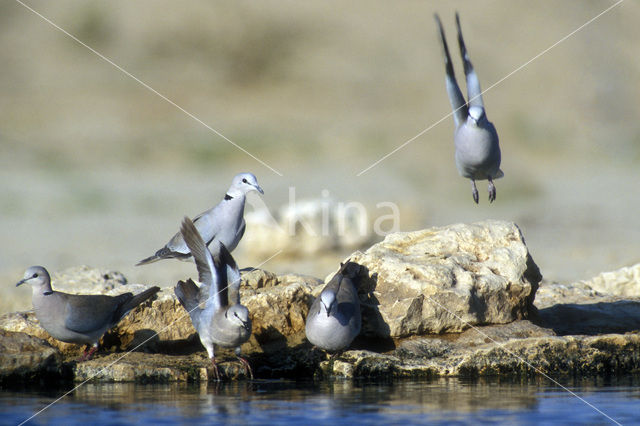 Ring-necked Dove (Streptopelia capicola)