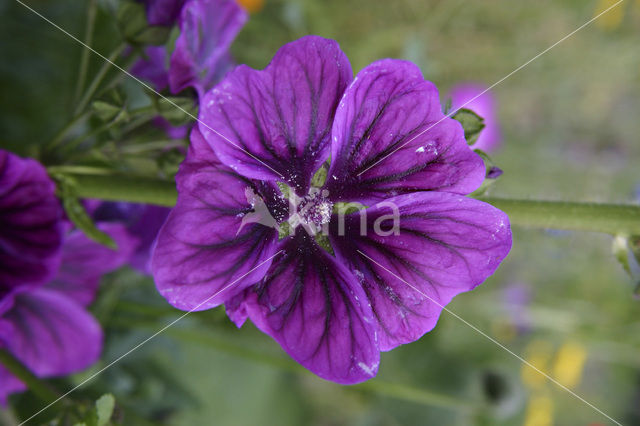 Kaasjeskruid (Malva spec)