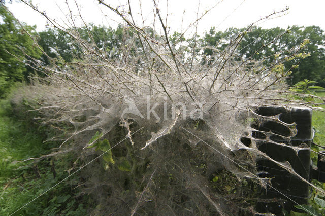 Spindle Ermine (Yponomeuta cagnagella)