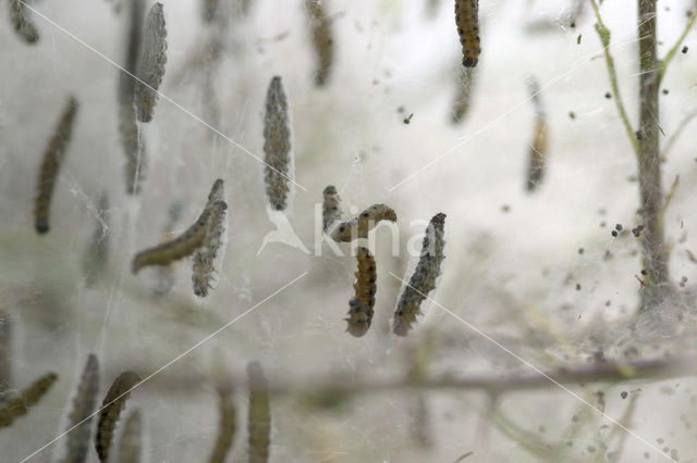 Spindle Ermine (Yponomeuta cagnagella)