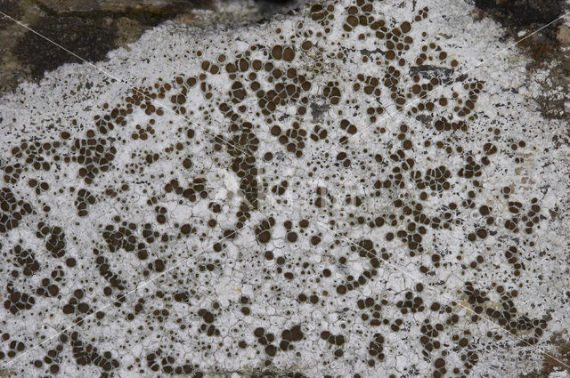 Kastanjebruine schotelkorst (Lecanora campestris)