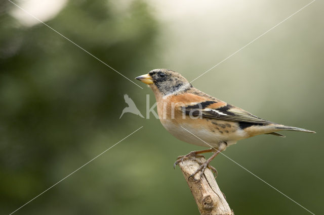 Brambling (Fringilla montifringilla)