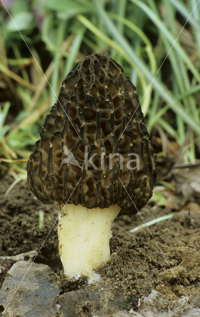 Kegelmorielje (Morchella elata)