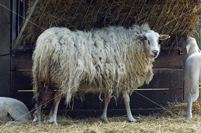 Sheep (Ovis domesticus)