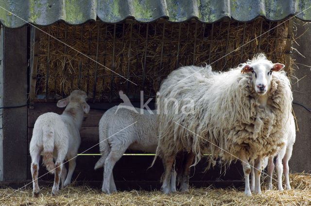 Kempens schaap (Ovis domesticus)