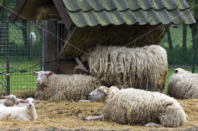 Kempens schaap (Ovis domesticus)