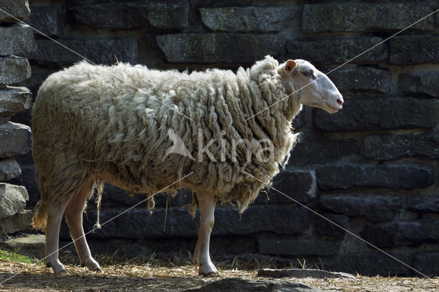 Sheep (Ovis domesticus)