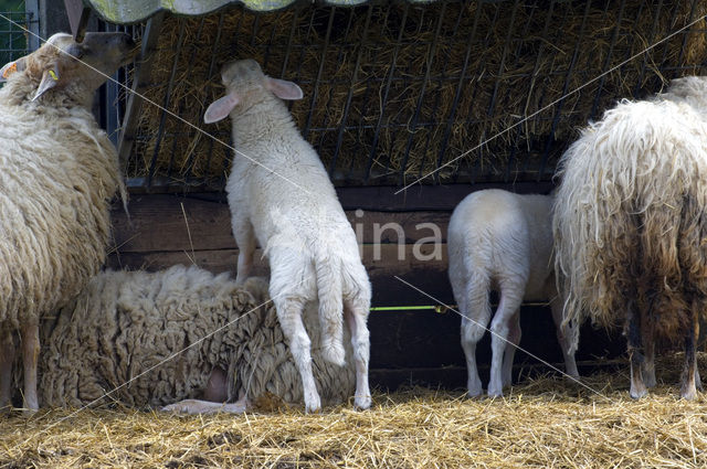 Kempens schaap (Ovis domesticus)