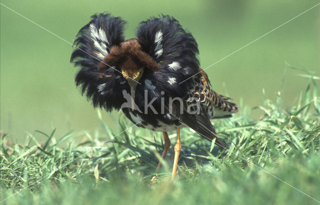 Ruff (Philomachus pugnax)