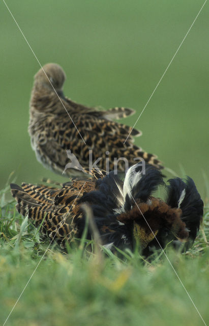 Ruff (Philomachus pugnax)