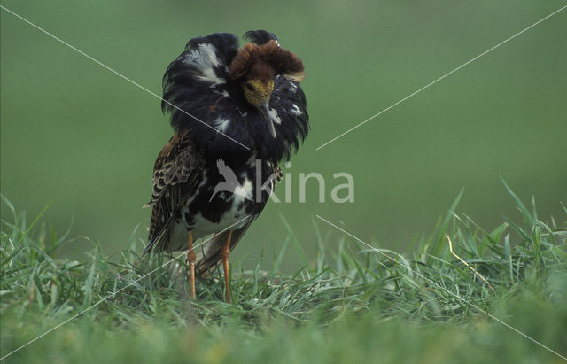 Kemphaan (Philomachus pugnax)